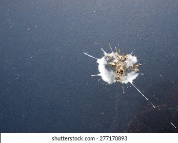 Bird droppings splash on blue car body surface