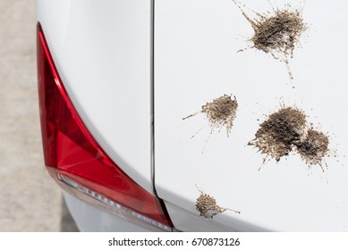 Bird droppings to white car door. parking outdoor. damage color. car care concept.