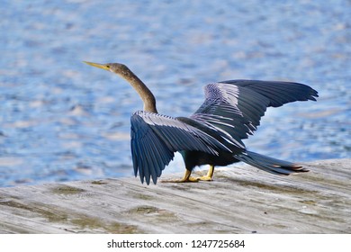                                Bird drying off 