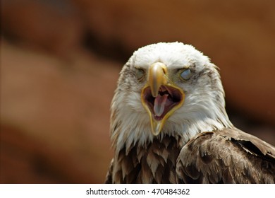 bird, eagle