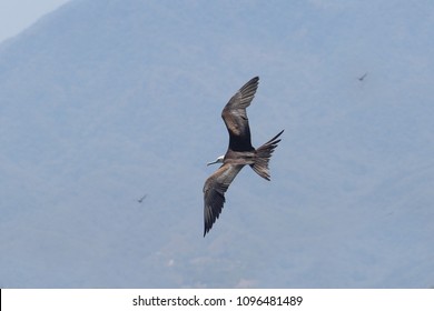 Bird Earwig Or Frigate Flying In Sky