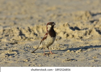 bird eating in a beach - Shutterstock ID 1892526856