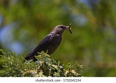                                Bird Eating Bugs Outdoors On A Warm Spring Day.