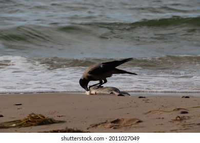 Bird Eating Fish By The Sea