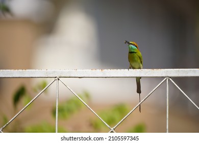 A Bird Eating Insect On Iron Fence With Blur Background