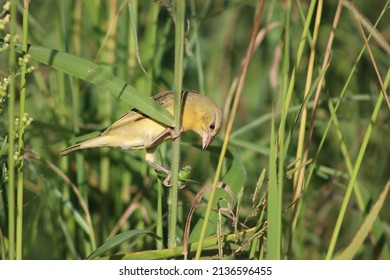 Bird Eating Insect In The Tall Grass