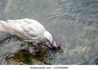 Bird Is Eating A Sea Star