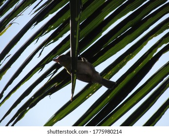 Bird eating upside down, on a palm leaf. Species Cyclarhis gujanensis