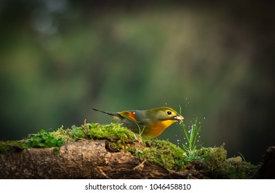 Bird Eats Bugs