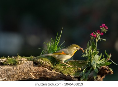 Bird Eats Bugs