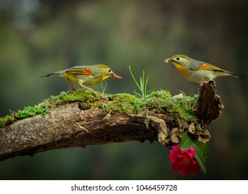 Bird Eats Bugs