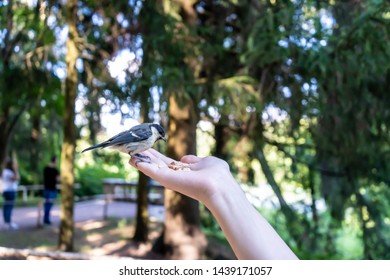 the bird eats hands in the summer, the bird eats the grain in the hands of man in the summer, people and wildlife