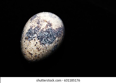 Bird Egg