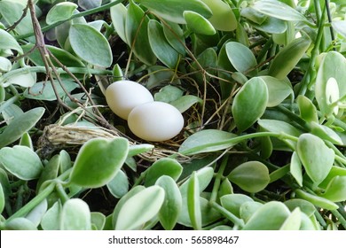 bird eggs