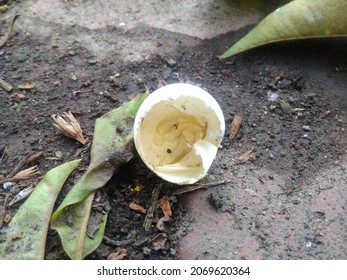 Bird Eggs After Hatching Chick