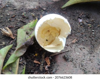 Bird Eggs After Hatching Chick