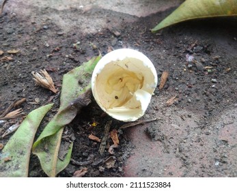 Bird Eggs After Hatching Chick