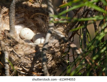 Bird eggs in a nest. 