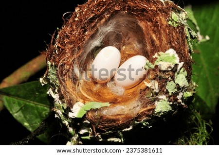  Bird eggs in nest, White-tailed Emerald (Elvira chionura), beautifully decorated with white and yellow threads, pieces of leaves, parts of tree bark and pair of eggs laid in the nest
