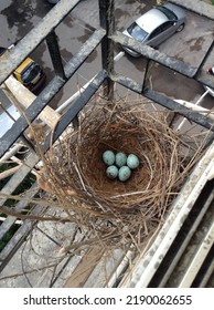 Bird Eggs Nest.These Egg Is Of Crow . Clicked In Mumbai . Nature