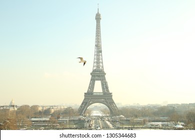 Bird and Eiffel Tower