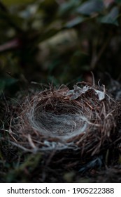 bird Empty nest in the forest