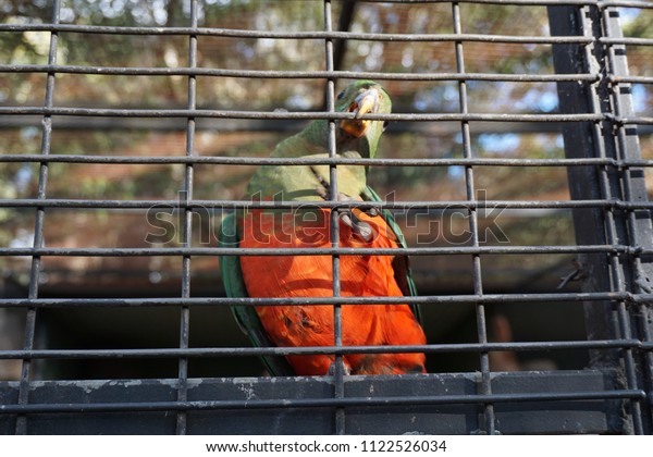 bird enclosure