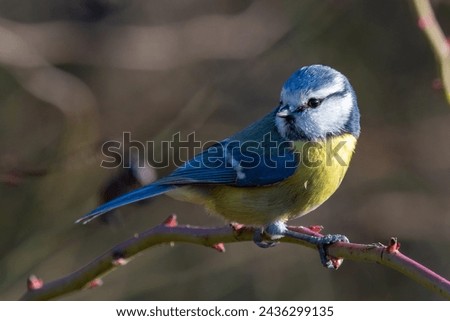 Similar – Eurasian Blue Tit