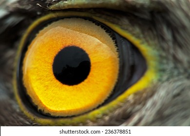 Bird Eye Close Up Images Stock Photos Vectors Shutterstock