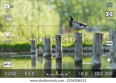 Bird eye focus detection in a camera viewfinder with the photographic settings