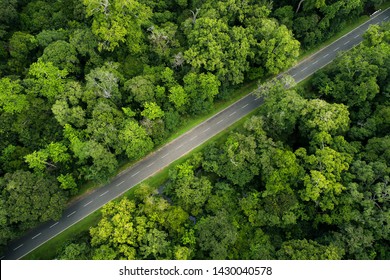 Bird eye view of forest road in Lahugala National park, Sri Lanka. Road covered with giant trees in forest give very reach nature vibe. 

Taken from Drone