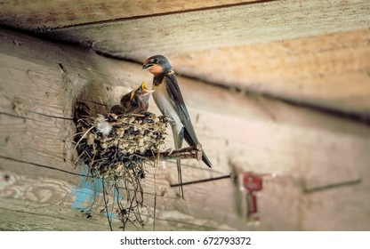 Bird Family At Nest. Feeding Small Birds, Newborns. Swallow Protecting Newborn Birds Inside Barn.
