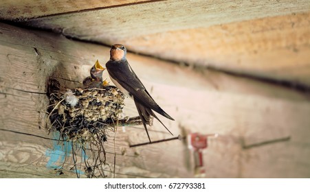 Bird Family At Nest. Feeding Small Birds, Newborns. Swallow Protecting Newborn Birds Inside Barn.
