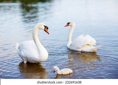 Bird family: swans and cygnet, on a lake.