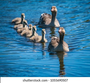 Bird family of two adults and four babies swimming towards viewer. Shot at Hornborgasjön 05/26/17