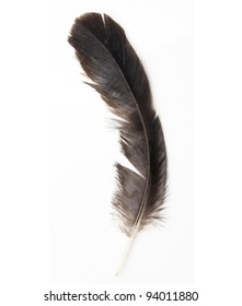 38,902 Bald eagle feather Images, Stock Photos & Vectors | Shutterstock