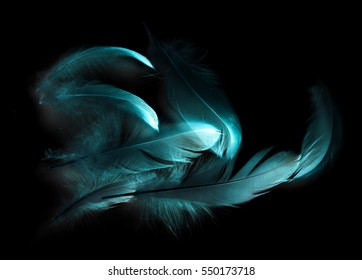 Bird Feather On Black Background