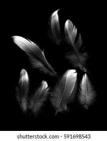 Bird Feather On Black Background