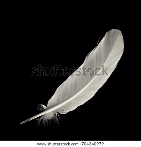 Bird feather on black background