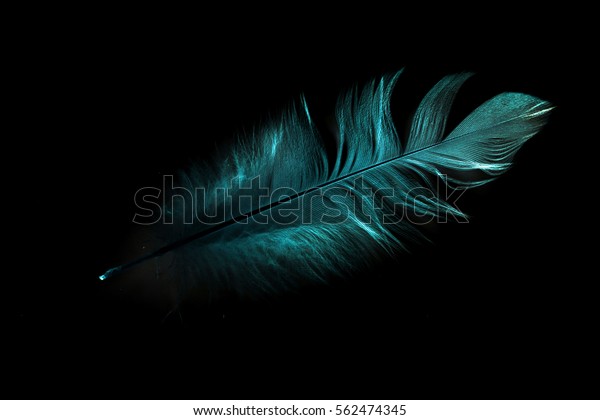 Bird Feather On Black Background Stock Photo (Edit Now) 562474345