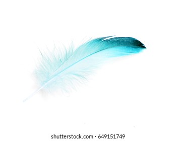 bird feather on white background - Shutterstock ID 649151749