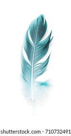 bird feather on white background - Shutterstock ID 710732491