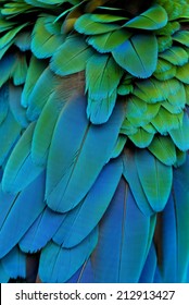 Bird Feather,Harlequin Macaw Feathers