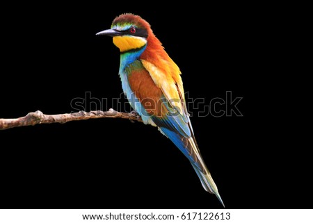 Similar – Image, Stock Photo ortrait of a colorful bird