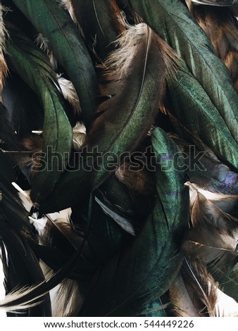 Bird feathers pattern. Flat lay, top view