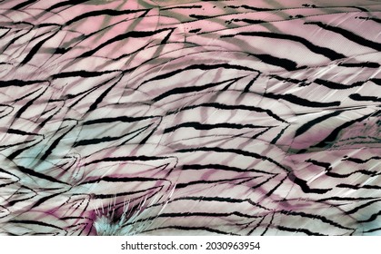 bird feathers texture background. abstract bird plumage pattern