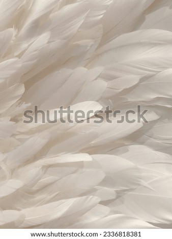 Bird feathers. White bird feathers. Background of white bird feathers