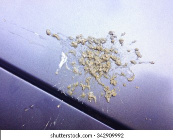 Bird feces on car. 