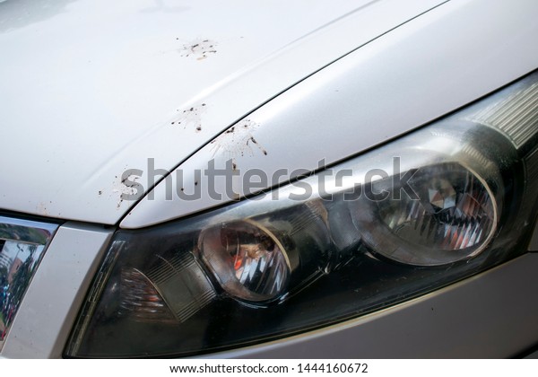 Bird feces on car bonnet hood\
vehicle dirty concept. Car cleaning or washing business\
concept.