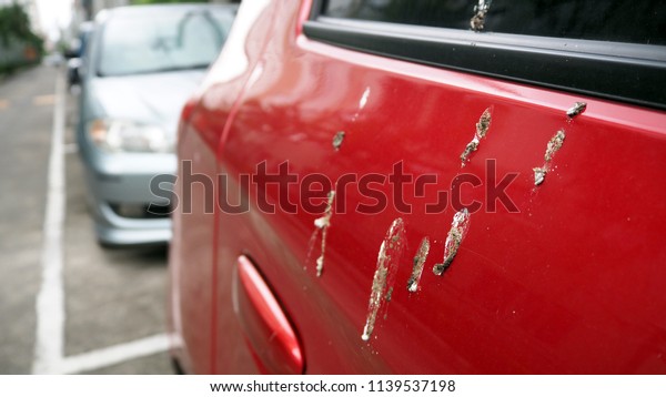 Bird feces on\
red car. Bird droppings on\
cars.